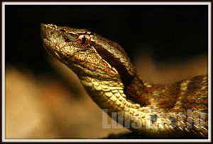 B.medusa 300x204 Ponencia de Luis Merlo Miranda en la I Jornada de Herpetos Venenosos – El manejo de las serpientes venenosas del terrario Ecopets, las especies y algunos casos clínicos.