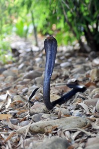 Najasumatrana 199x300 Ponencia de Jairo Cuevas Lopez en la I Jornada de Herpetos Venenosos – Búsqueda, Identificación y Experiencias con Serpientes Venenosas en la Jungla de Borneo.