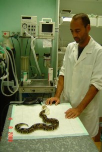 pablo2 203x300 Ponencia de Pablo Teijeiro López en la I Jornada de Herpetos Venenosos – Herpetos en la clínica veterinaria: revisión y casos clínicos con énfasis en especies venenosas