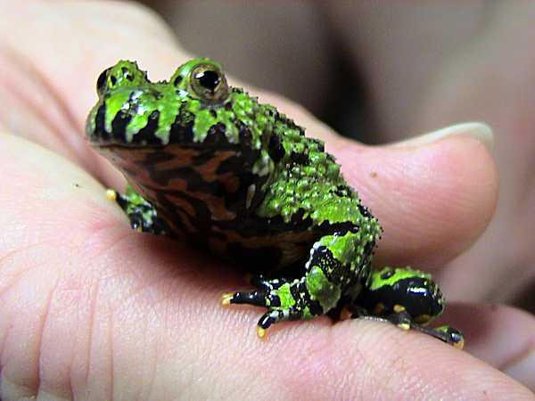 Bombina orientalis. Foto: L.A. Dawson