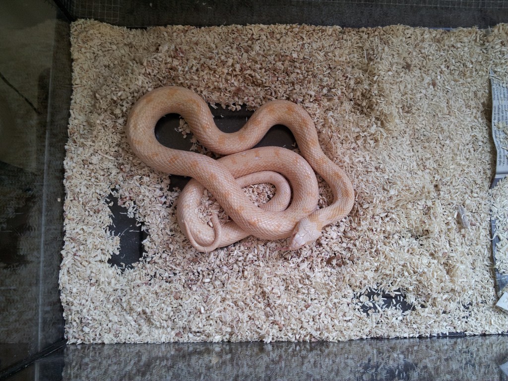 IMG 20120531 114202 1024x768 Lampropeltis getulus para adoptar