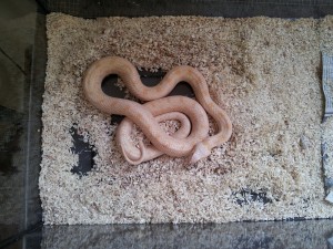 IMG 20120531 114202 300x225 Lampropeltis getulus para adoptar