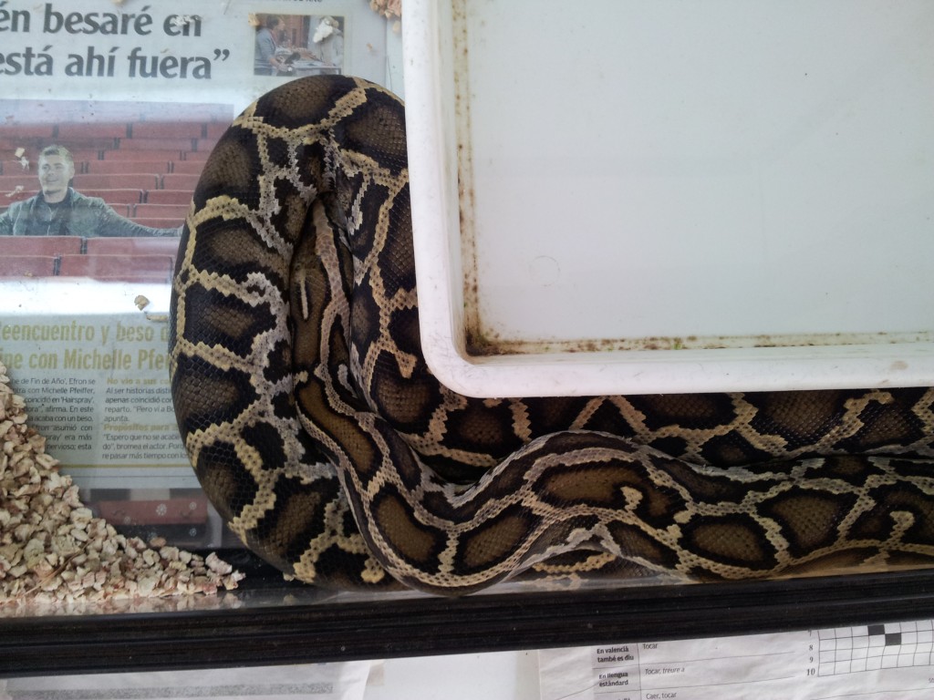 IMG 20120531 114250 1024x768 Python molurus para adoptar