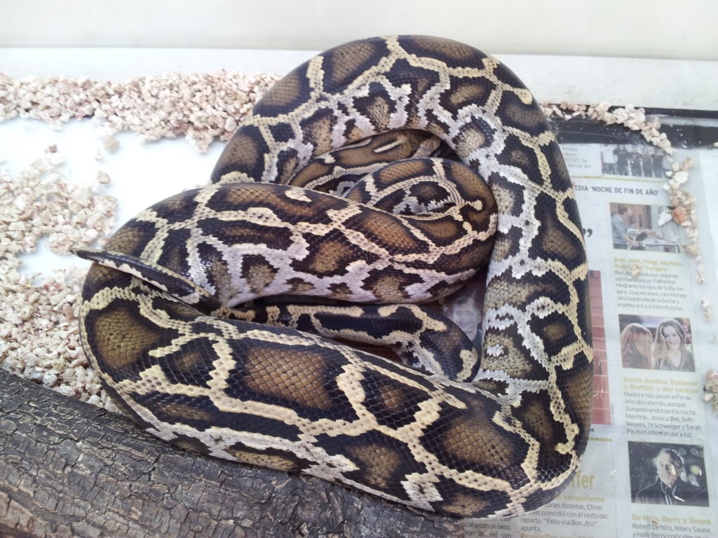 IMG 20120531 114348 1024x768 Python molurus para adoptar