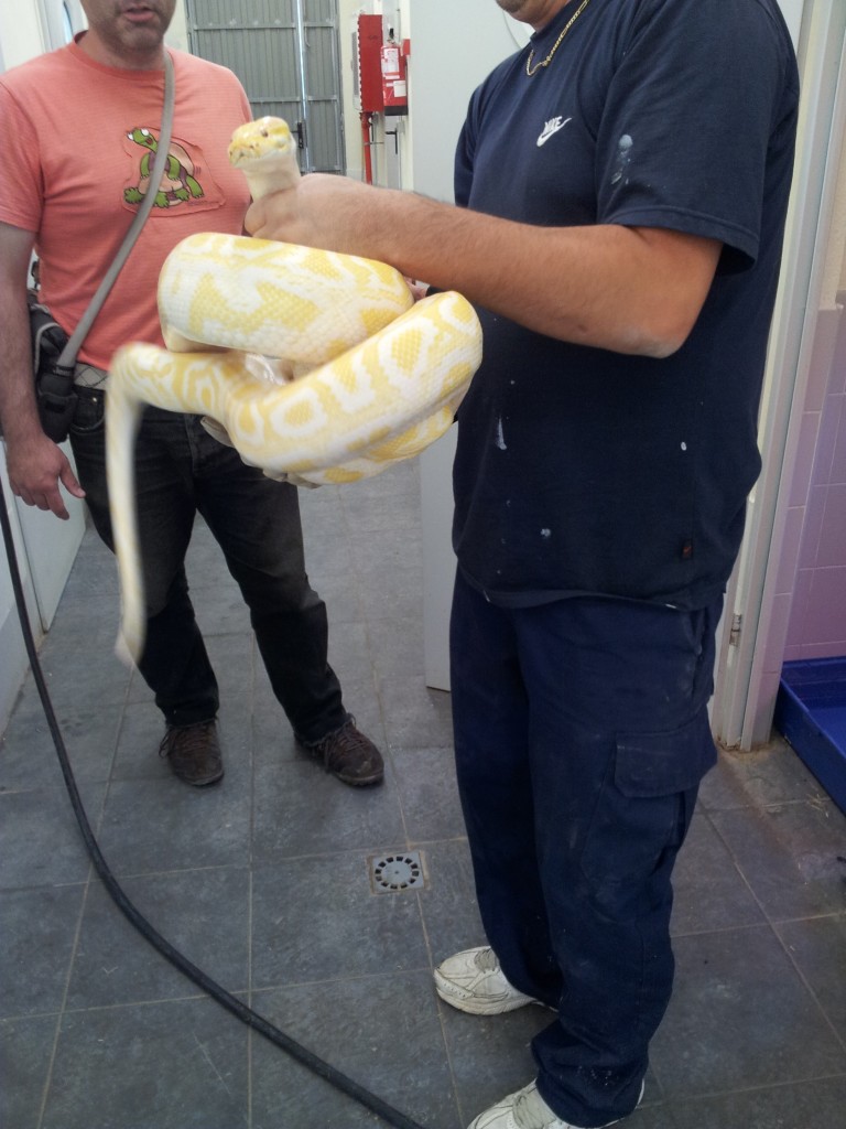 IMG 20120531 114733 e1338476695482 768x1024 Python molurus albina para adoptar