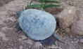 emys-orbicularis-de-la-población-de-la-gallinera