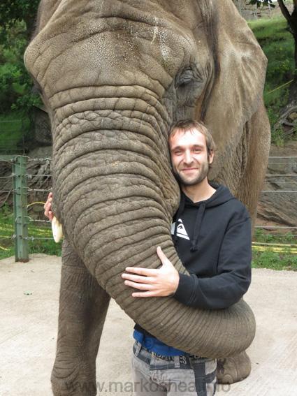 nelo elefante Ponencias de Manuel Civera   I Seminario Práctico Medicina Veterinaria de Reptiles