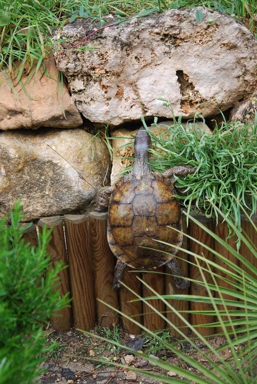 tortuga trepadora 23 de mayo   Día Mundial de la Tortuga