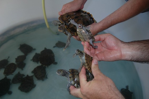 graptemys pseudogeographica kohni Pseudemys, Trachemys y Graptemys para adoptar