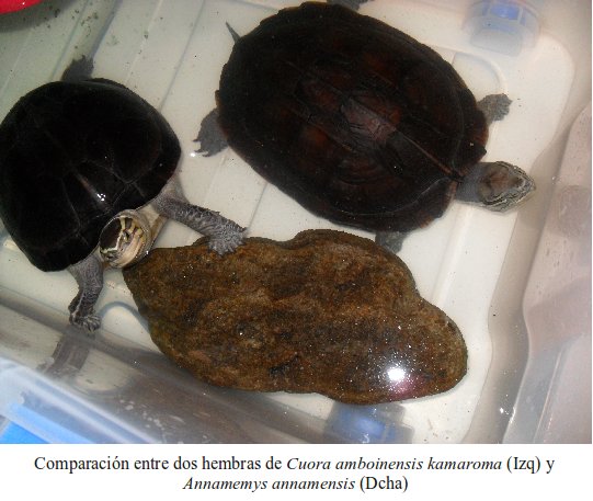 comparacion Inicio de un grupo de cría de tortuga de Annam, Annamemys (Mauremys) annamensis