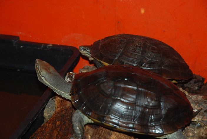 pareja 703x470 Inicio de un grupo de cría de tortuga de Annam, Annamemys (Mauremys) annamensis