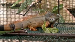 01072011009 300x168 Iguana iguana macho en adopción