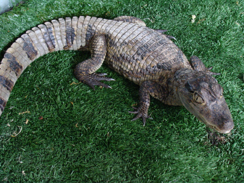 caiman Caimán crocodilus para adoptar