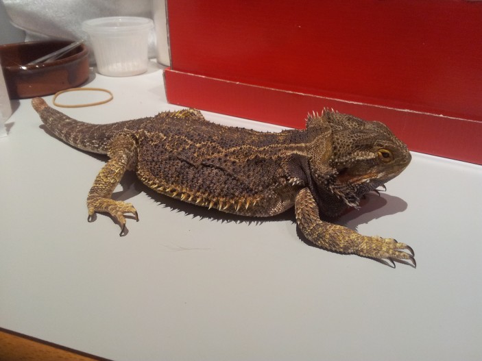 pogona 1 703x527 Pogona vitticeps macho en adopción