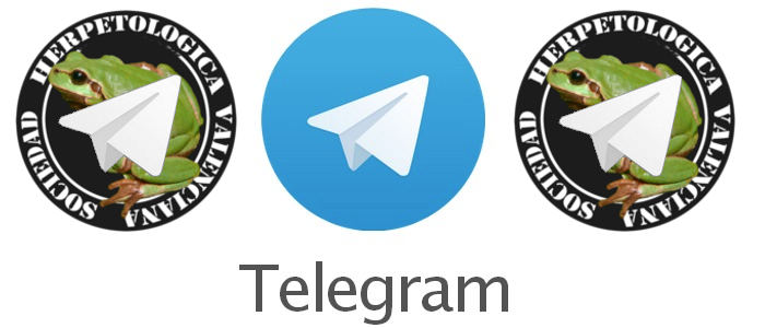 destacada_telegram