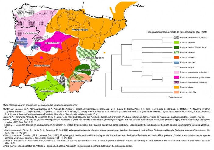 podarcis2 703x491 Mapa de distribución de Podarcis hispanica, por Vicente Sancho.