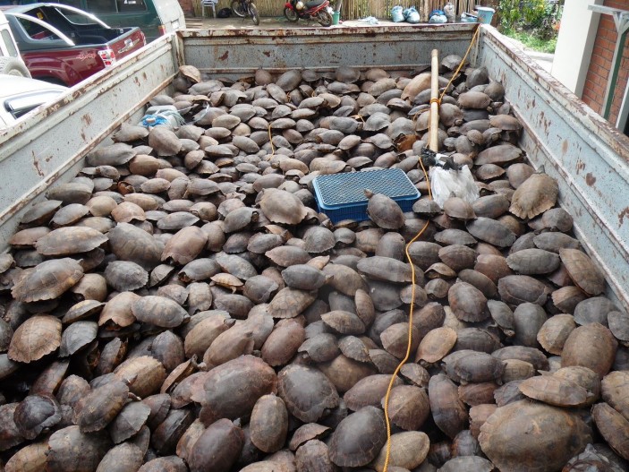 camion palawan 703x527 Emergencia en Filipinas: salvemos a la tortuga de bosque de Palawan.
