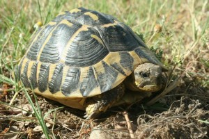 hermanni 300x200 Cambios en el Código Penal que afectan a los reptiles y anfibios españoles