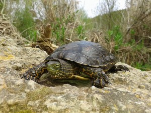 leprosa 300x225 Cambios en el Código Penal que afectan a los reptiles y anfibios españoles