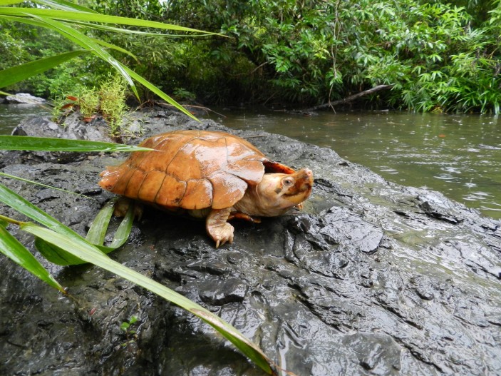 He aquí uno de los primeros ejemplares 703x527 Avances en Palawan