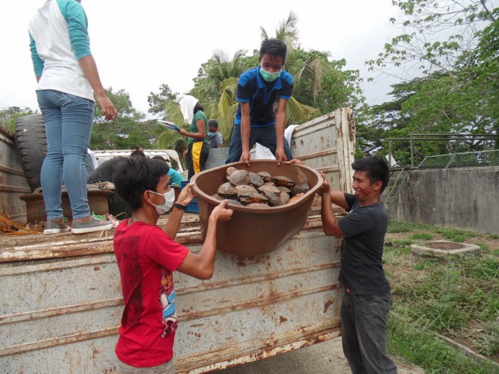 Varios camiones cargados de tortugas 703x527 Avances en Palawan