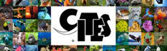 cites imagen