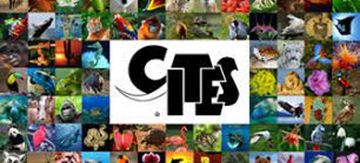 cites imagen